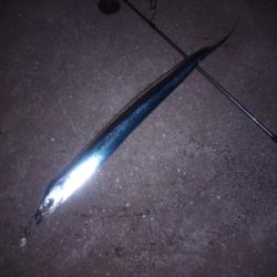 ウキ鯖、テンヤ太刀