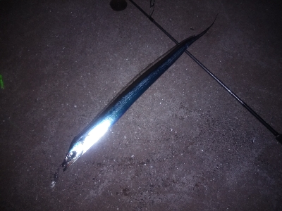 ウキ鯖、テンヤ太刀