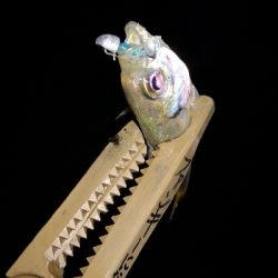 アジング練習 45