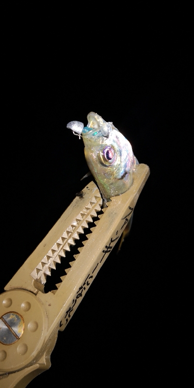 アジング練習 45