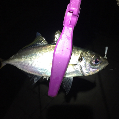 大阪湾奥アジング 中アジのラッシュ！