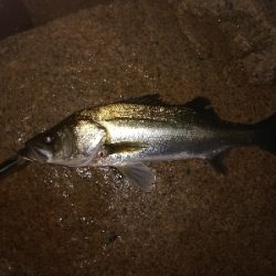 ボイル多いがなかなか食わず