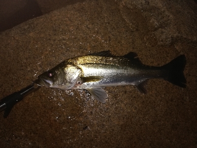 ボイル多いがなかなか食わず