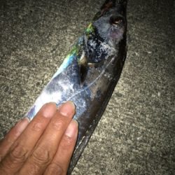 1年ぶりの太刀魚！