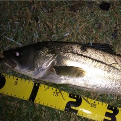 ボイルが出た少しの時合い