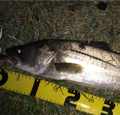 ボイルが出た少しの時合い