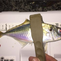 太刀魚の仕掛けでデカ鯵も釣れた！