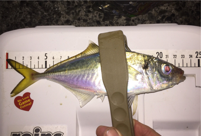 太刀魚の仕掛けでデカ鯵も釣れた！