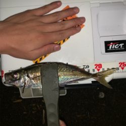 親子でアジング