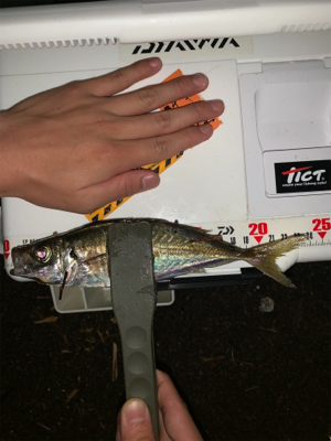 親子でアジング