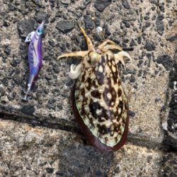 シマノエギングパーティー