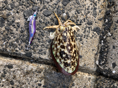 シマノエギングパーティー