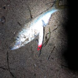 シーバスはどこへ？