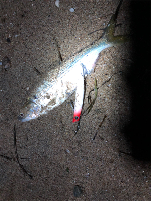 シーバスはどこへ？