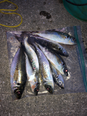 尺までもうちょっと