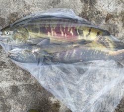 鮭有効利用調査2019