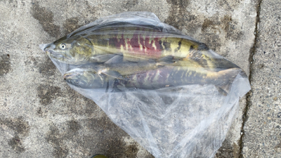 鮭有効利用調査2019