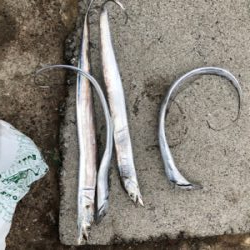 シーバスが釣れなかっので。。。