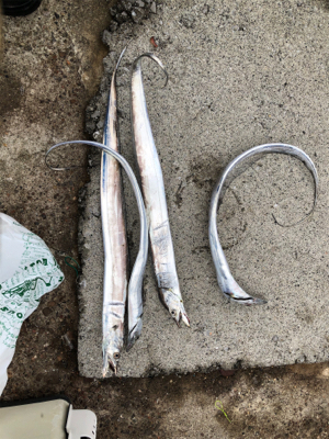 シーバスが釣れなかっので。。。