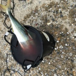 なんとか釣れました