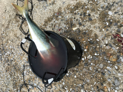 なんとか釣れました