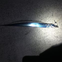 大阪湾奥ワインド 今季初タチ☆