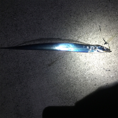 大阪湾奥ワインド 今季初タチ☆