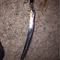 テンヤで太刀魚ゲーム