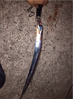 テンヤで太刀魚ゲーム