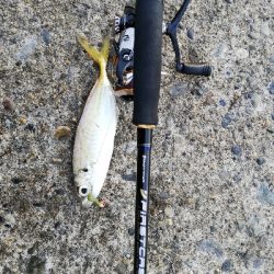 エギング→ジギング→アジング