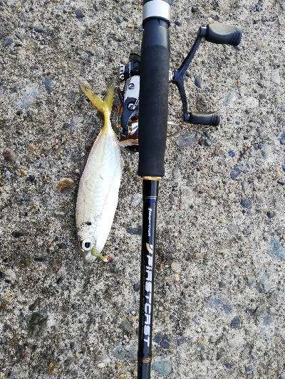 エギング→ジギング→アジング