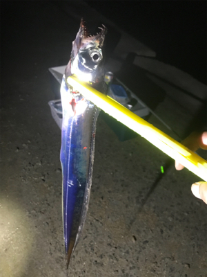 今年、初太刀魚