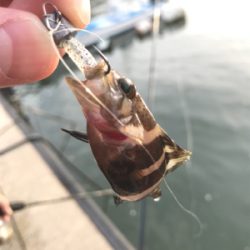 恵曇港初ライトゲーム