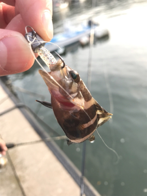 恵曇港初ライトゲーム