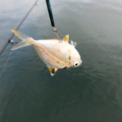 アジを求めて⑫