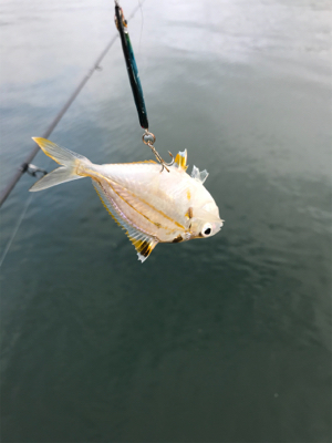 アジを求めて⑫