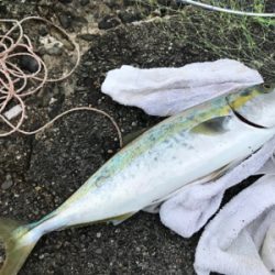 初メーター超え!