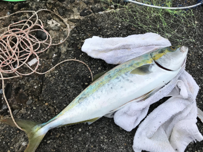 初メーター超え!