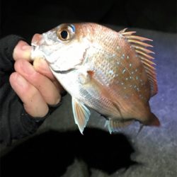 投げ釣りで真鯛 | 広島 玖波漁港 投げ釣り マダイ | 陸っぱり 釣り・魚釣り | 釣果情報サイト カンパリ