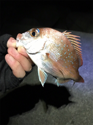 投げ釣りで真鯛