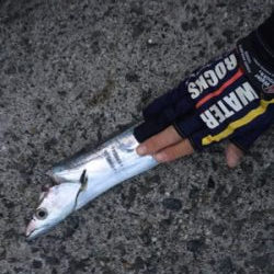 太短くて、よく引く！