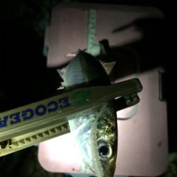 一カ月ぶりのアジング