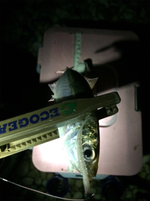 一カ月ぶりのアジング