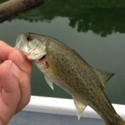 ターンオーバー桜池