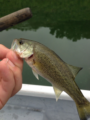 ターンオーバー桜池