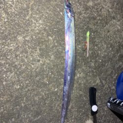 難し〜ぃ太刀魚釣り