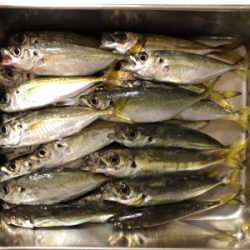 入れ食いアジング