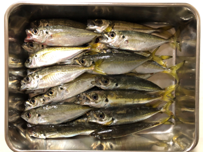 入れ食いアジング