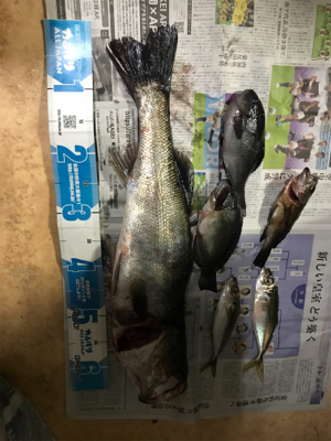エビ撒き釣り
