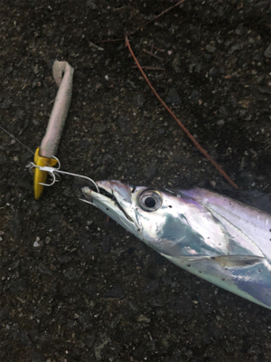 なんとかタチウオ釣れました！